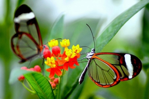 Những[-]con[-]bướm[-]được[-]chuyển[-]hóa